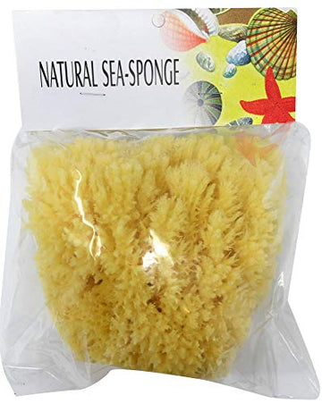 Bathing Sea Sponge